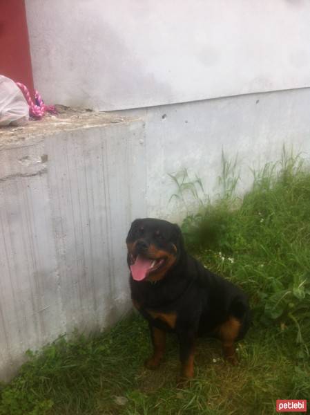 Rottweiler, Köpek  Vest fotoğrafı