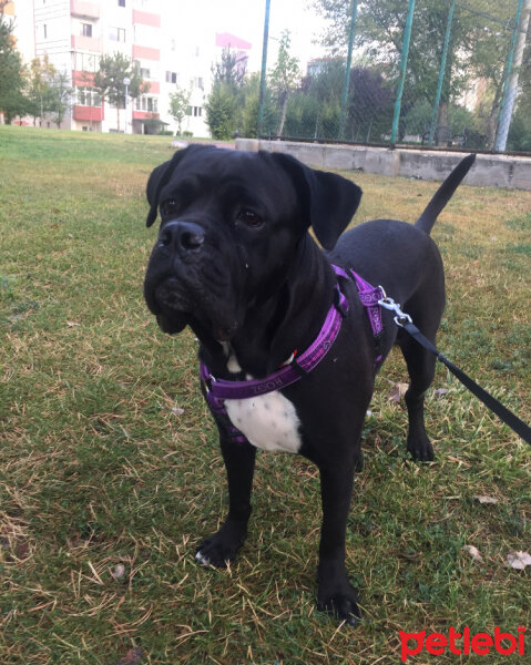 Cane Corso Italiano, Köpek  marvel fotoğrafı