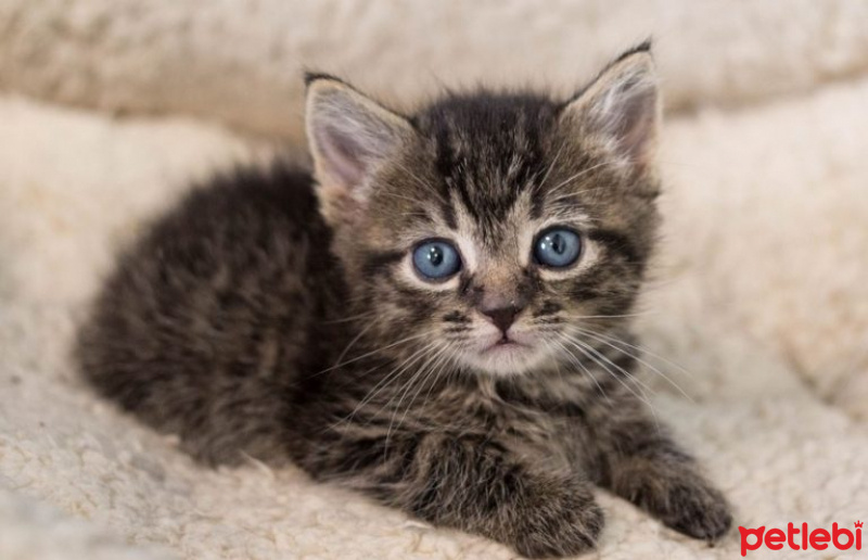 Tekir Kedi, Kedi  GÜÇLÜ fotoğrafı