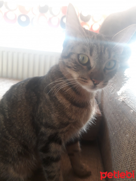 Tekir Kedi, Kedi  Pisi fotoğrafı
