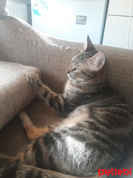 Tekir Kedi, Kedi  Pisi fotoğrafı