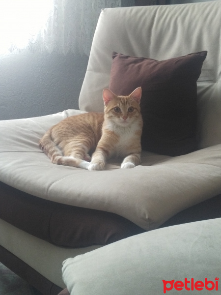 Sarman, Kedi  Tarçın fotoğrafı