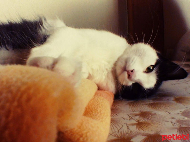 Tuxedo (Smokin) Kedi, Kedi  Artemis fotoğrafı