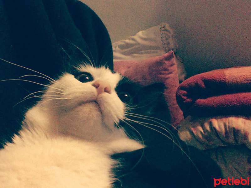 Tuxedo (Smokin) Kedi, Kedi  Artemis fotoğrafı