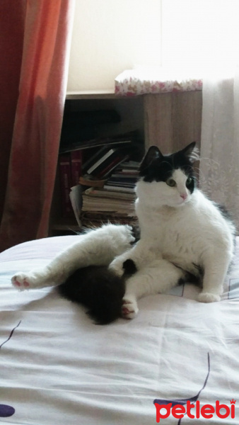 Tuxedo (Smokin) Kedi, Kedi  Artemis fotoğrafı