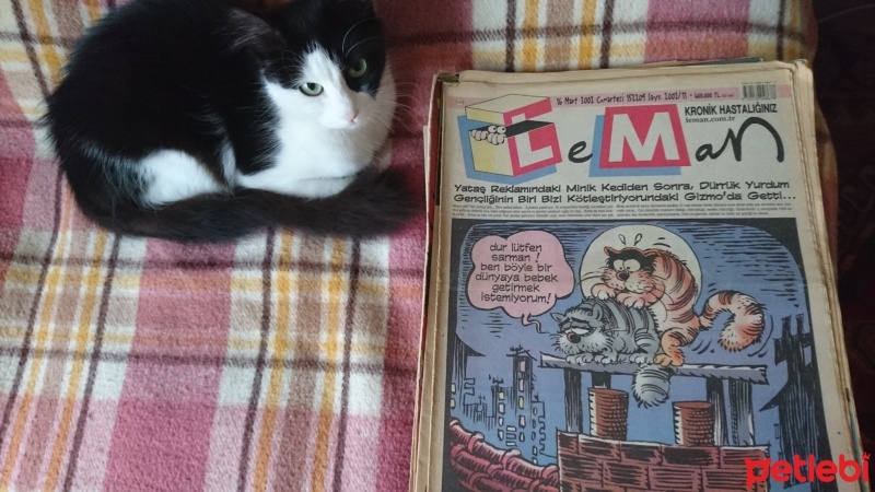 Tuxedo (Smokin) Kedi, Kedi  Artemis fotoğrafı
