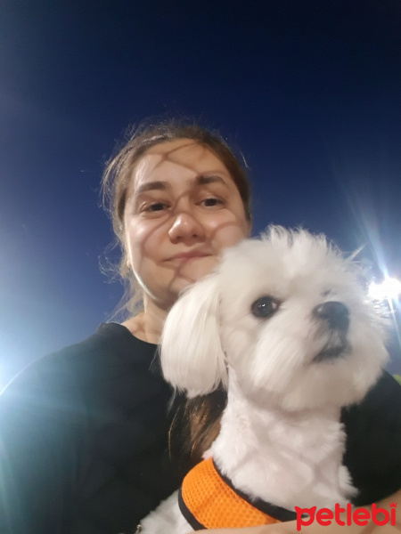 Maltese, Köpek  olli fotoğrafı