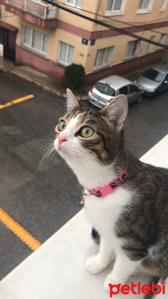 Tekir Kedi, Kedi  Pufi fotoğrafı