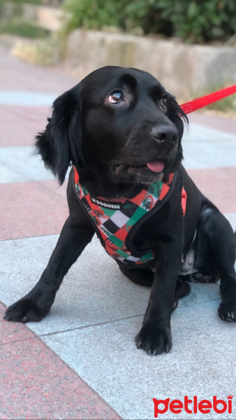 Labrador Retriever, Köpek  Abu fotoğrafı
