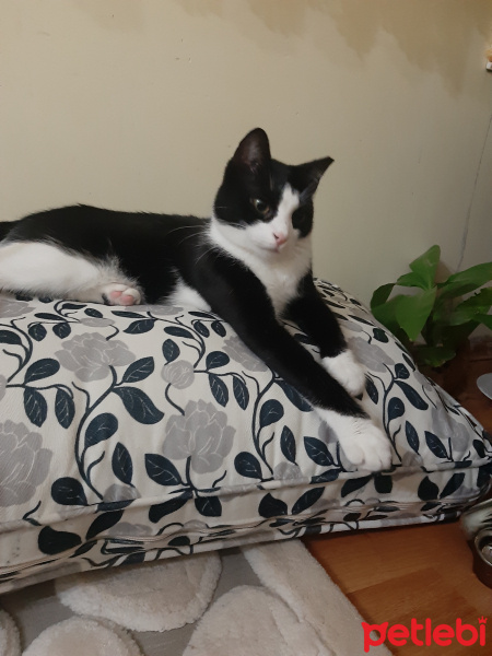 Tuxedo (Smokin) Kedi, Kedi  Kömür fotoğrafı