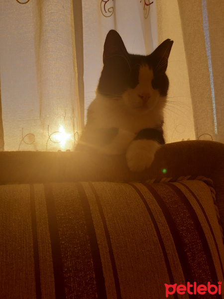 Tuxedo (Smokin) Kedi, Kedi  Kömür fotoğrafı