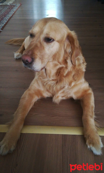 Golden Retriever, Köpek  Lokum fotoğrafı