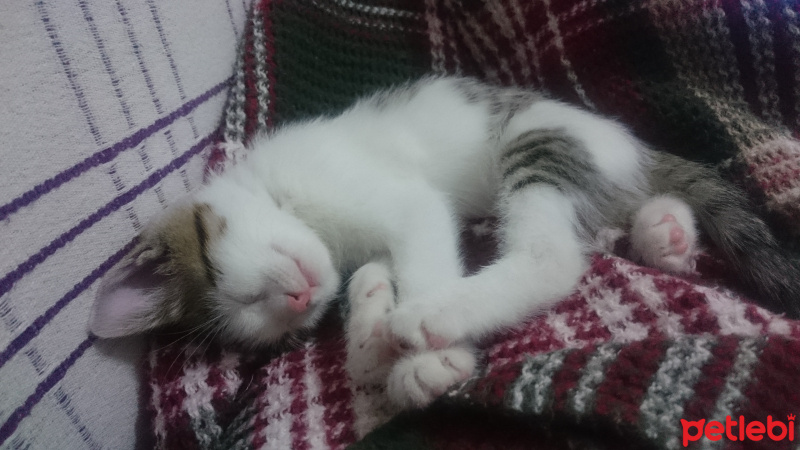 Tekir Kedi, Kedi  Pamuk fotoğrafı