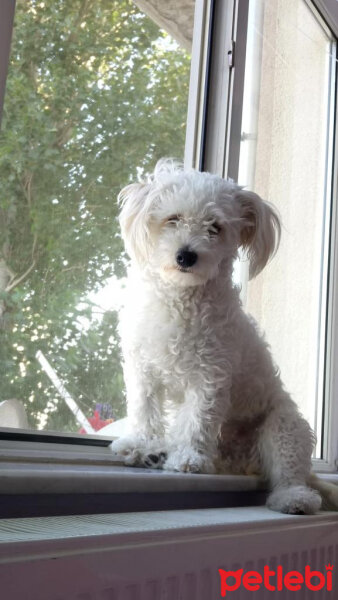 Maltese, Köpek  Felix fotoğrafı