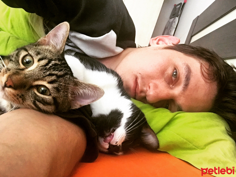 Tekir Kedi, Kedi  Afacan fotoğrafı