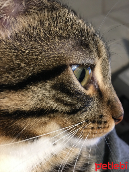 Tekir Kedi, Kedi  Afacan fotoğrafı