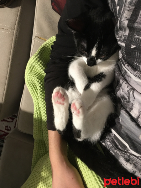 Tuxedo (Smokin) Kedi, Kedi  Balım fotoğrafı