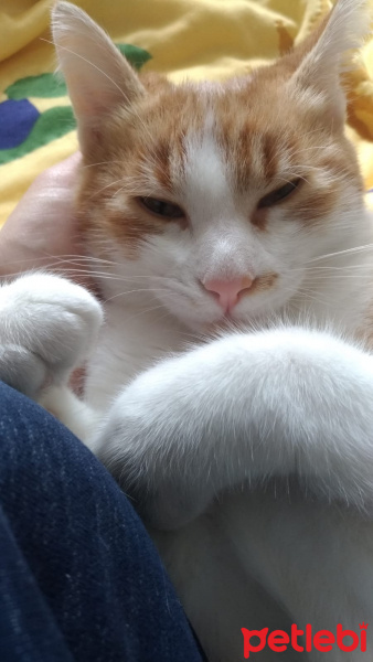 Sarman, Kedi  Perseus fotoğrafı