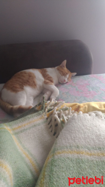 Sarman, Kedi  Perseus fotoğrafı