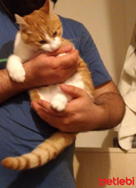 Sarman, Kedi  Perseus fotoğrafı