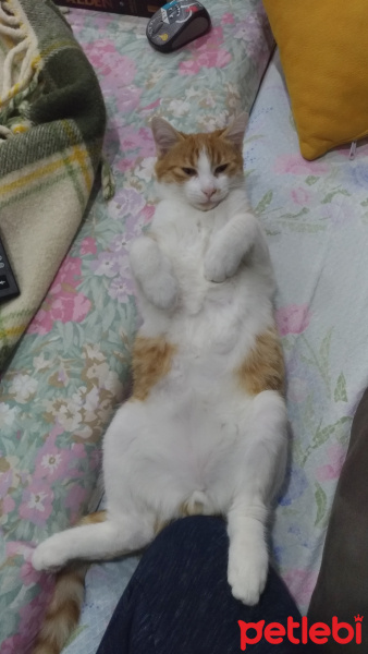 Sarman, Kedi  Perseus fotoğrafı