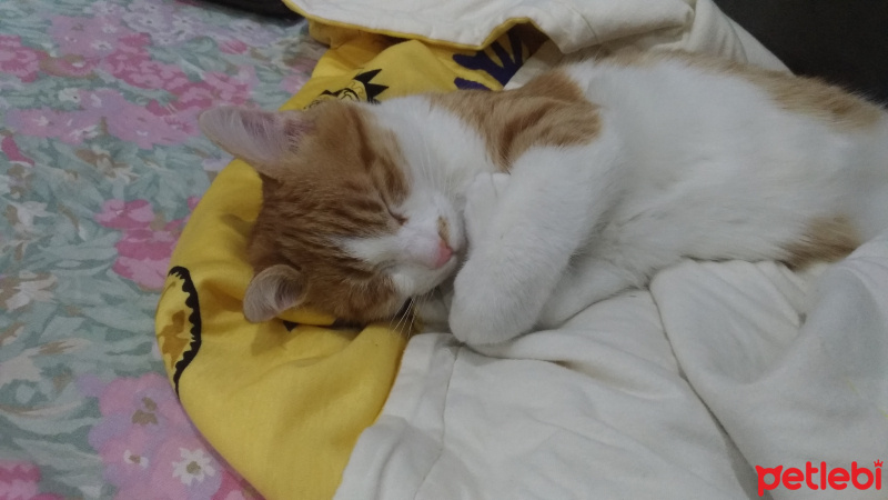 Sarman, Kedi  Perseus fotoğrafı