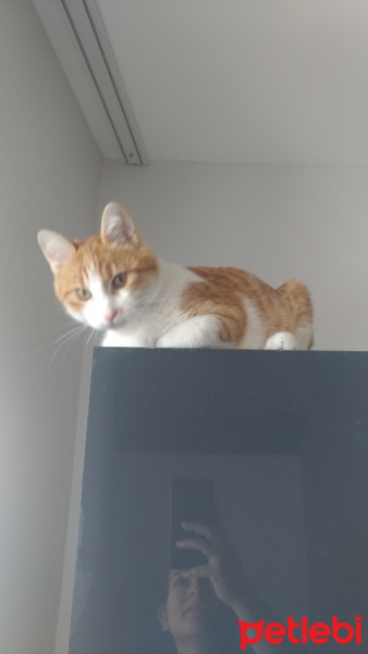 Sarman, Kedi  Perseus fotoğrafı