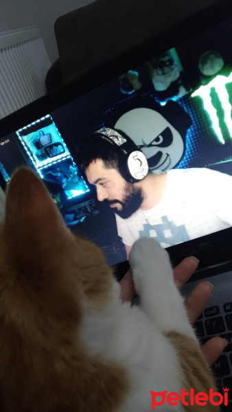 Sarman, Kedi  Perseus fotoğrafı