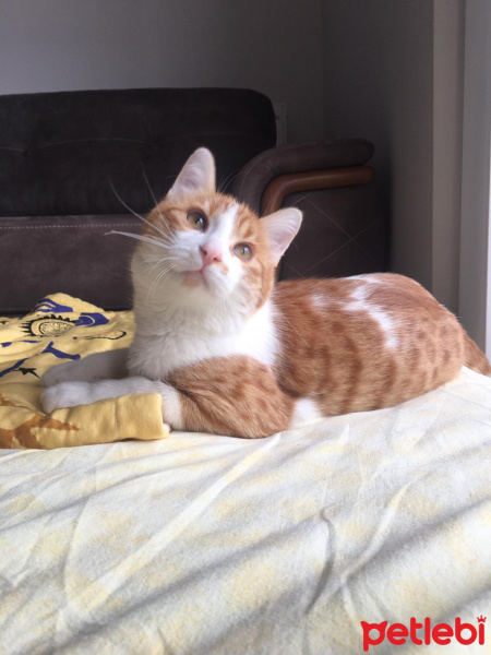Sarman, Kedi  Perseus fotoğrafı