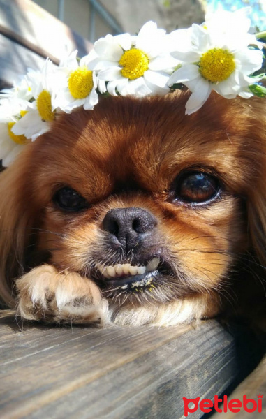 Sarman, Kedi  Perseus fotoğrafı
