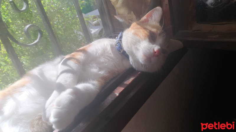 Sarman, Kedi  Perseus fotoğrafı
