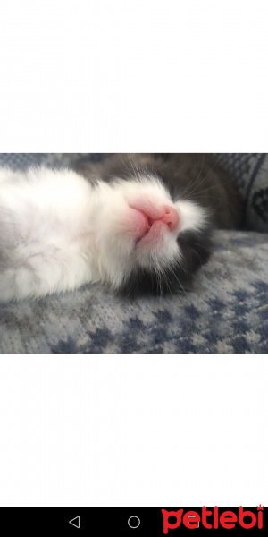 Tekir Kedi, Kedi  Oreo fotoğrafı
