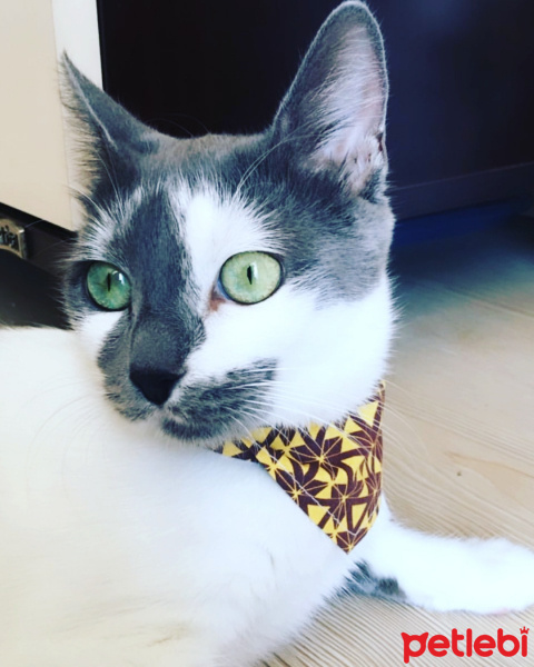 Tekir Kedi, Kedi  Oreo fotoğrafı