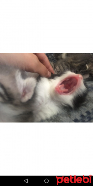 Tekir Kedi, Kedi  Oreo fotoğrafı
