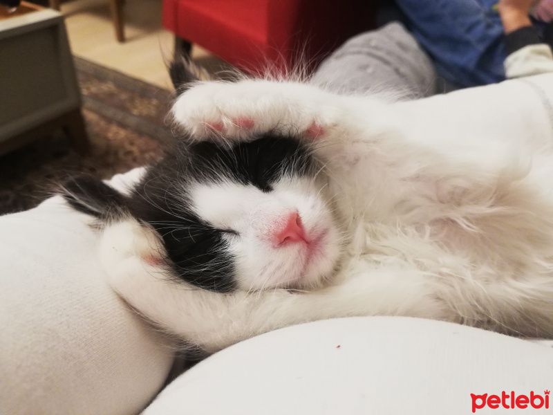 Tekir Kedi, Kedi  Oreo fotoğrafı