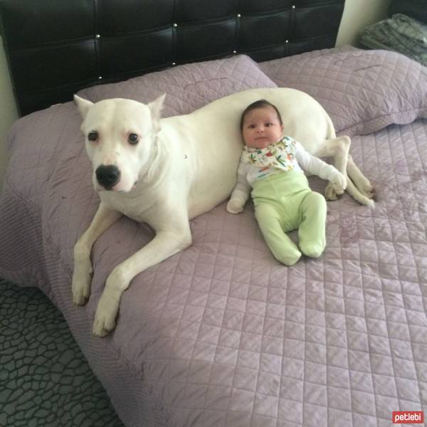 Dogo Arjantin, Köpek  Parla fotoğrafı