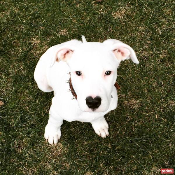 Dogo Arjantin, Köpek  Parla fotoğrafı