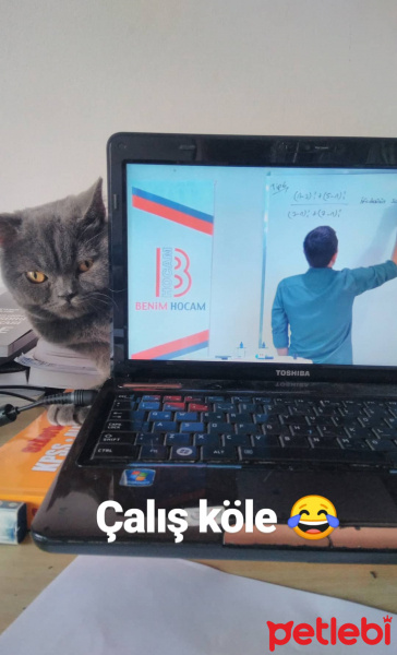 British Shorthair, Kedi  Pablo Escobar  fotoğrafı