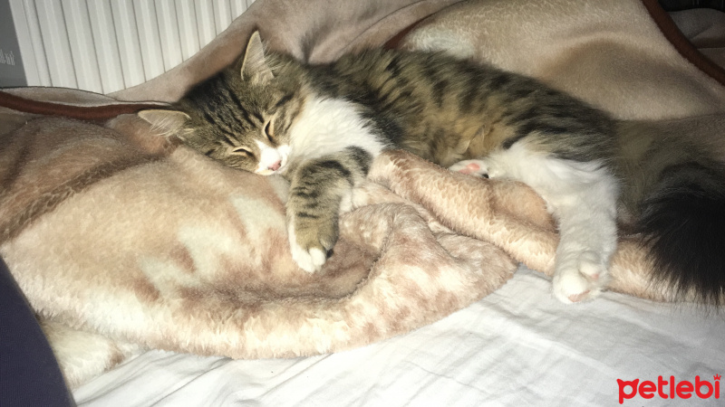 Tekir Kedi, Kedi  Ares fotoğrafı