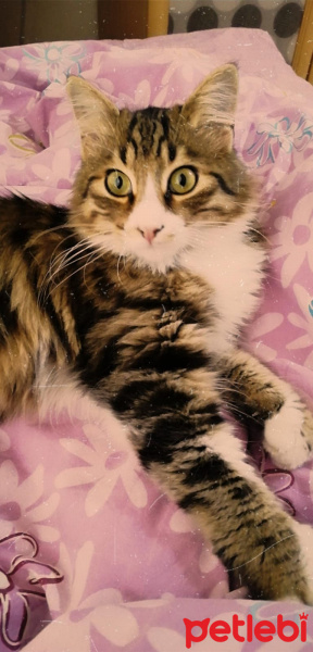 Tekir Kedi, Kedi  Ares fotoğrafı