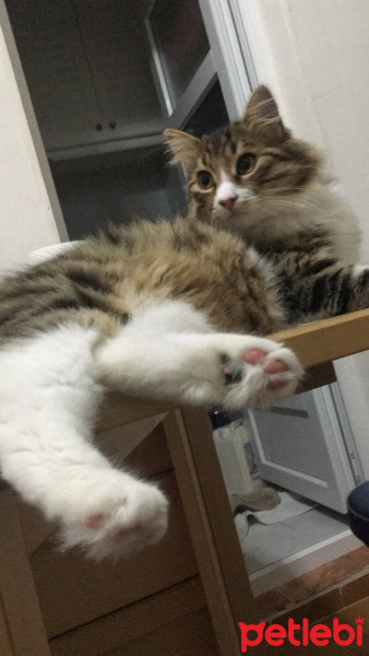 Tekir Kedi, Kedi  Ares fotoğrafı