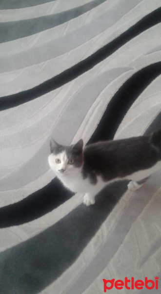 Bombay, Kedi  Tom fotoğrafı