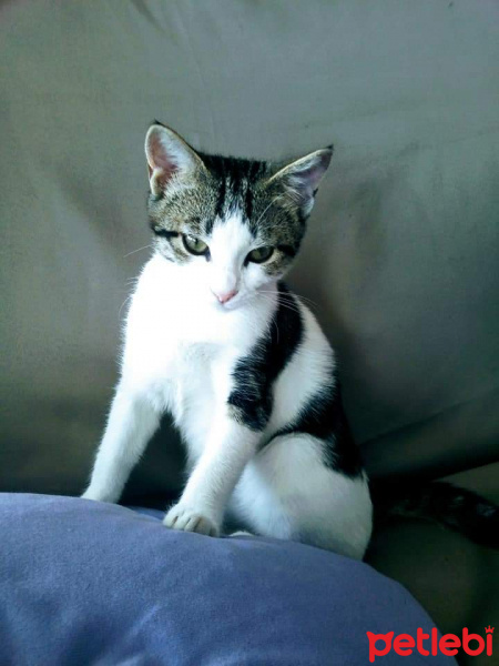 Tekir Kedi, Kedi  Harry fotoğrafı