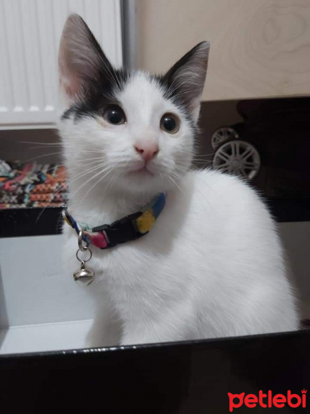 Tekir Kedi, Kedi  Alpan fotoğrafı