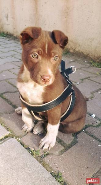 Amerikan Pitbull Terrier, Köpek  Jeğran fotoğrafı