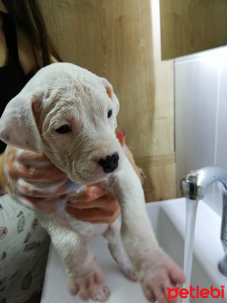 Dogo Arjantin, Köpek  Dogo fotoğrafı