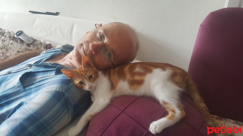 Brazilian Shorthair, Kedi  Tarçın fotoğrafı