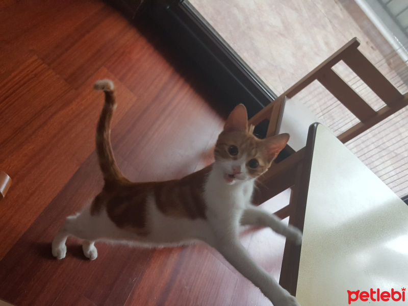 Brazilian Shorthair, Kedi  Tarçın fotoğrafı