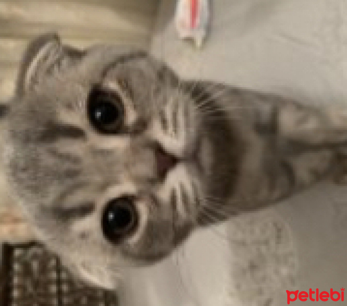 Scottish Fold, Kedi  Kıvrık fotoğrafı