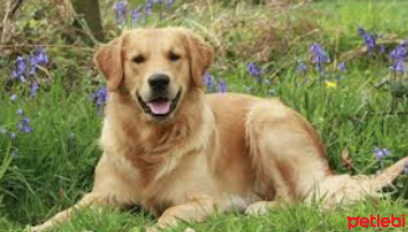 Golden Retriever, Köpek  Tarçın fotoğrafı